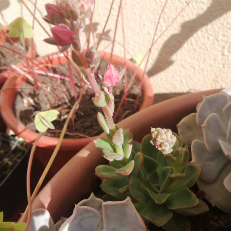 Plant image Echeveria Salsa Verde