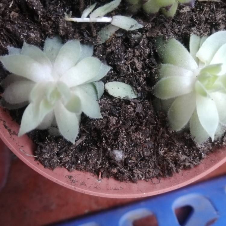 plant image 1614924