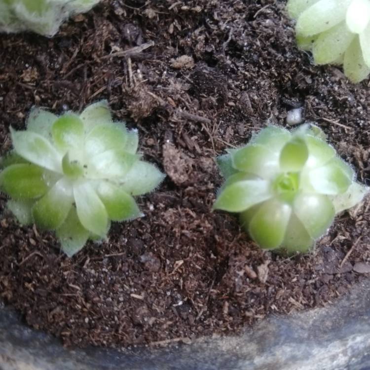 Plant image Sempervivum Reward