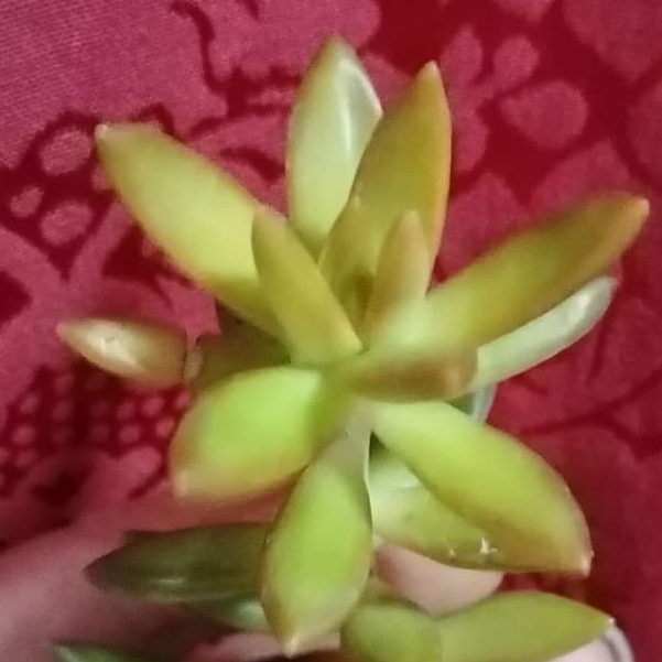 Plant image Sedum Nussbaumerianum ‘Orange Delight'
