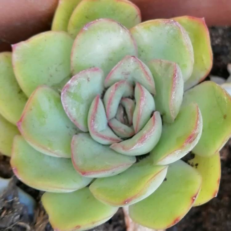 Plant image Echeveria Haru Urara
