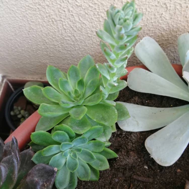 plant image 1617843 plant image 1617843