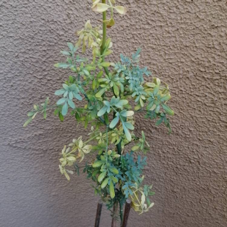 Plant image Ruta Graveolens