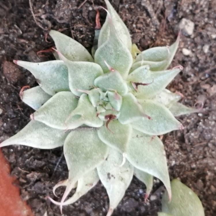 plant image 1618522 plant image 1618522