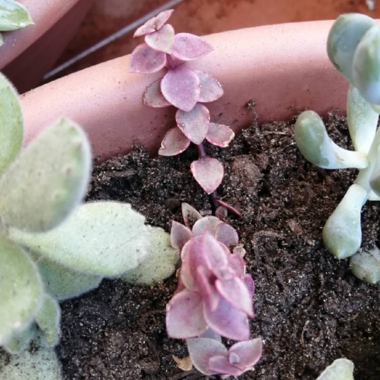 Plant image Crassula Marginalis Rubra