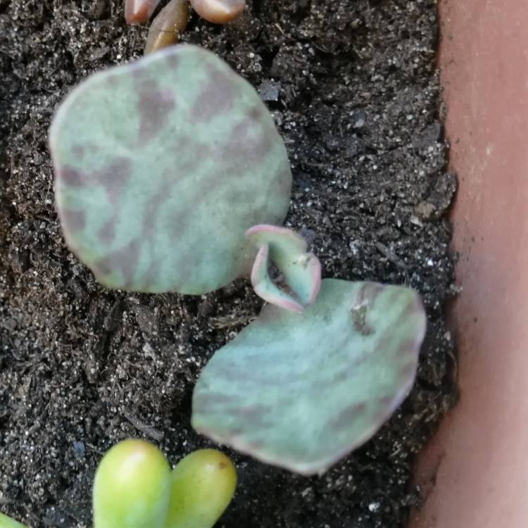 Plant image Kalanchoe Humilis