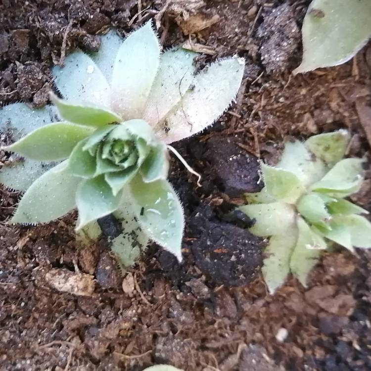 plant image 1618629