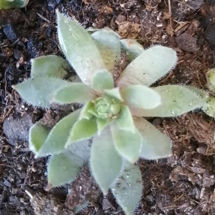 Plant image Sempervivum Reward