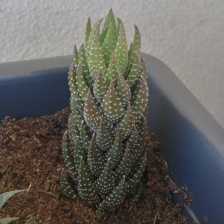 plant image 1618648 plant image 1618648