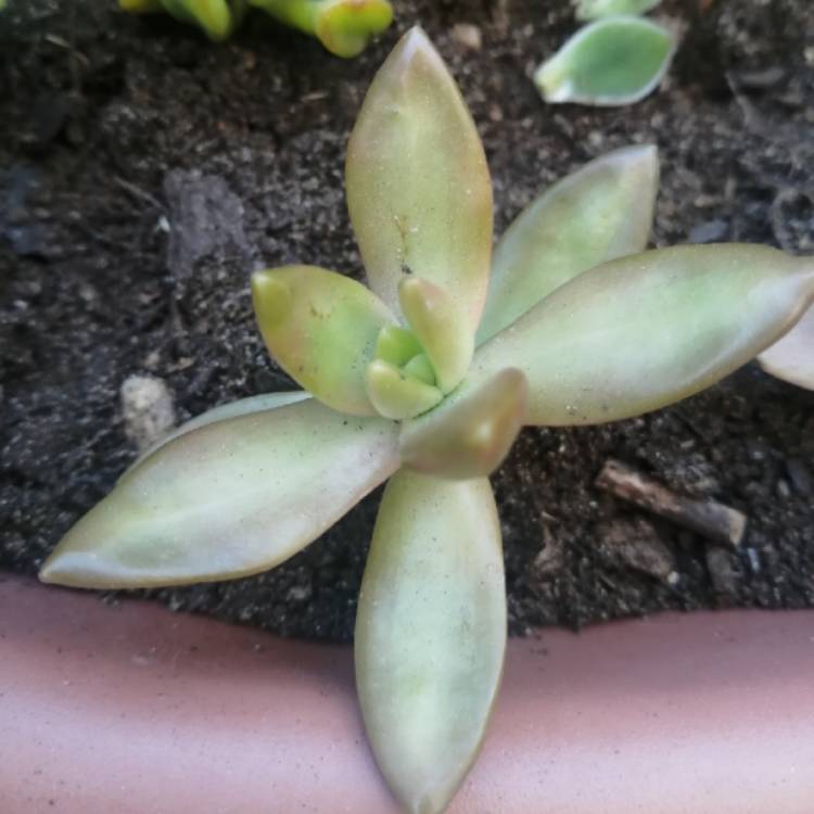 Plant image Sedum Nussbaumerianum ‘Orange Delight'