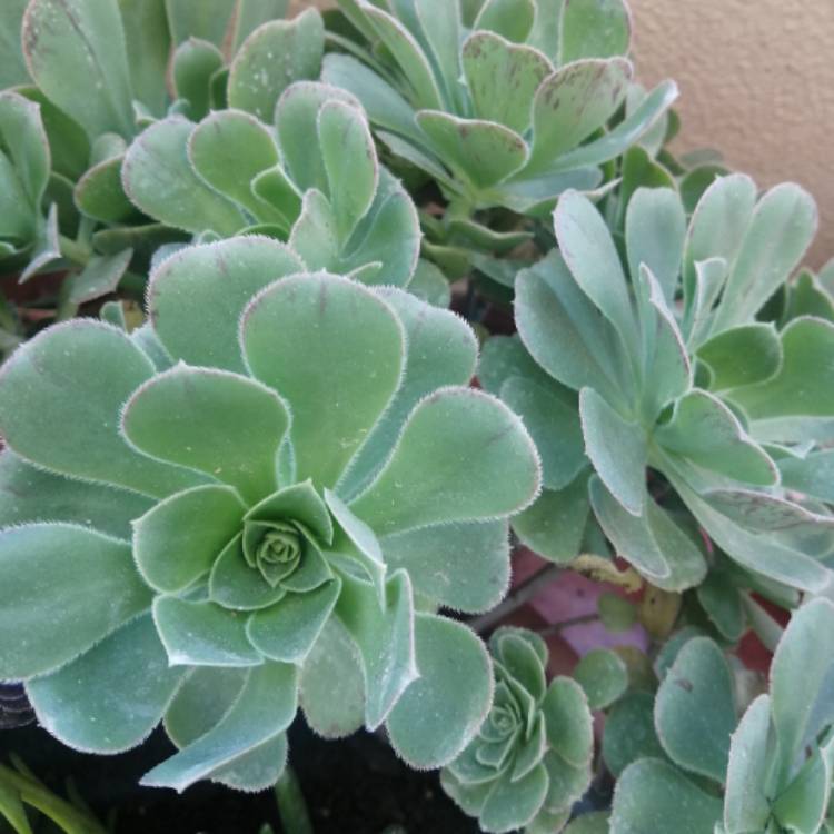 plant image 1618697 plant image 1618697