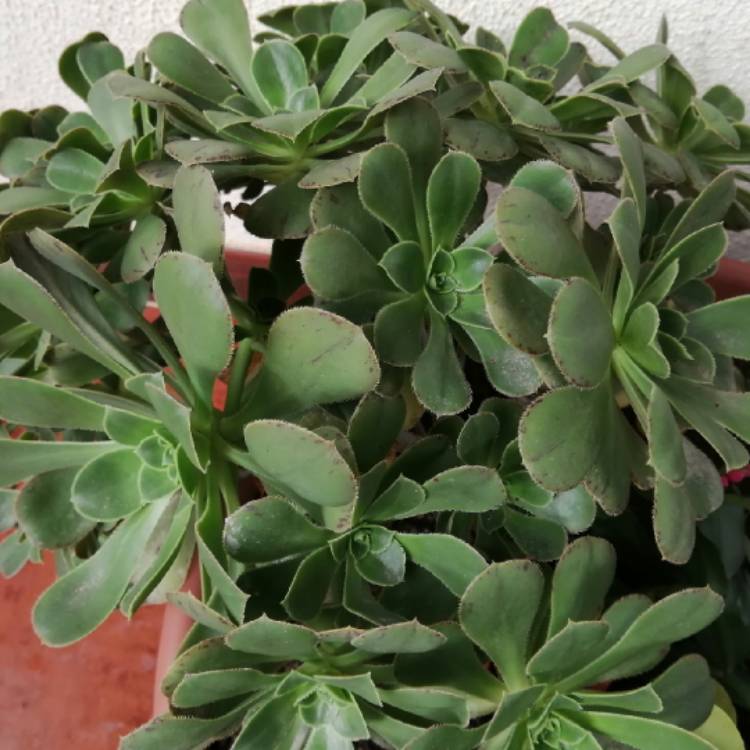 plant image 1635175 plant image 1635175