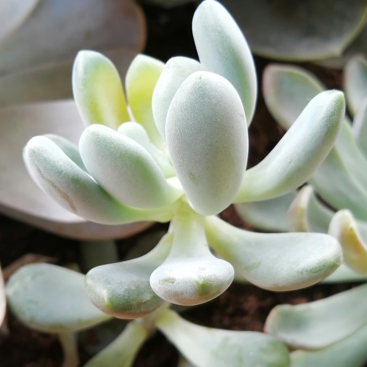 plant image 1635213 plant image 1635213