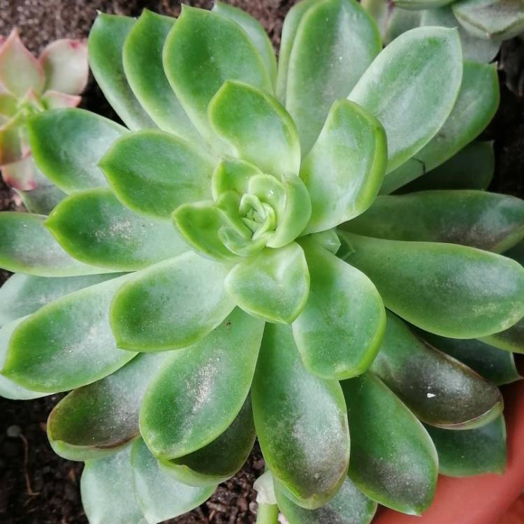 plant image 1635229 plant image 1635229