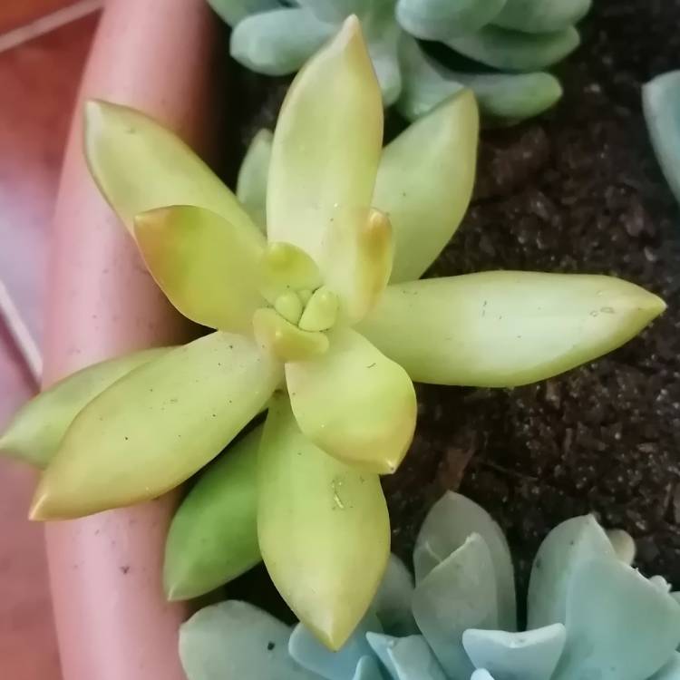 Plant image Sedum Nussbaumerianum ‘Orange Delight'