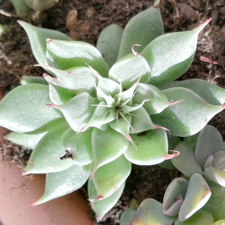 plant image 1636139 plant image 1636139