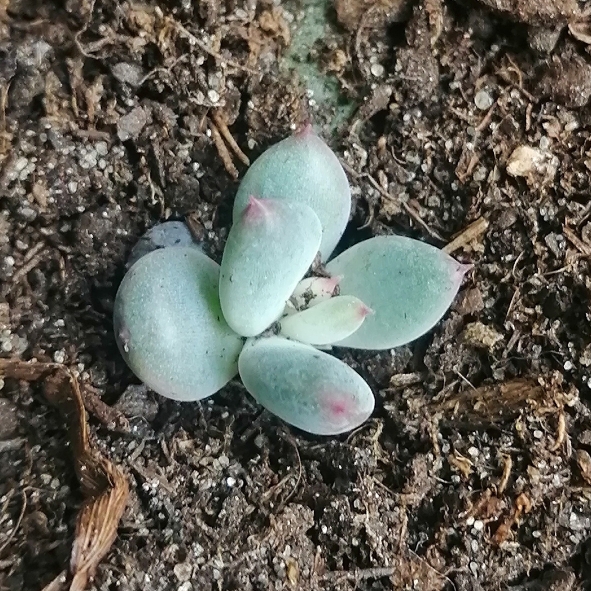 plant image 1636283 plant image 1636283