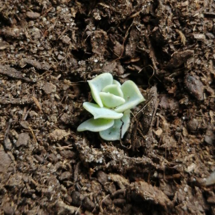 plant image 1636488