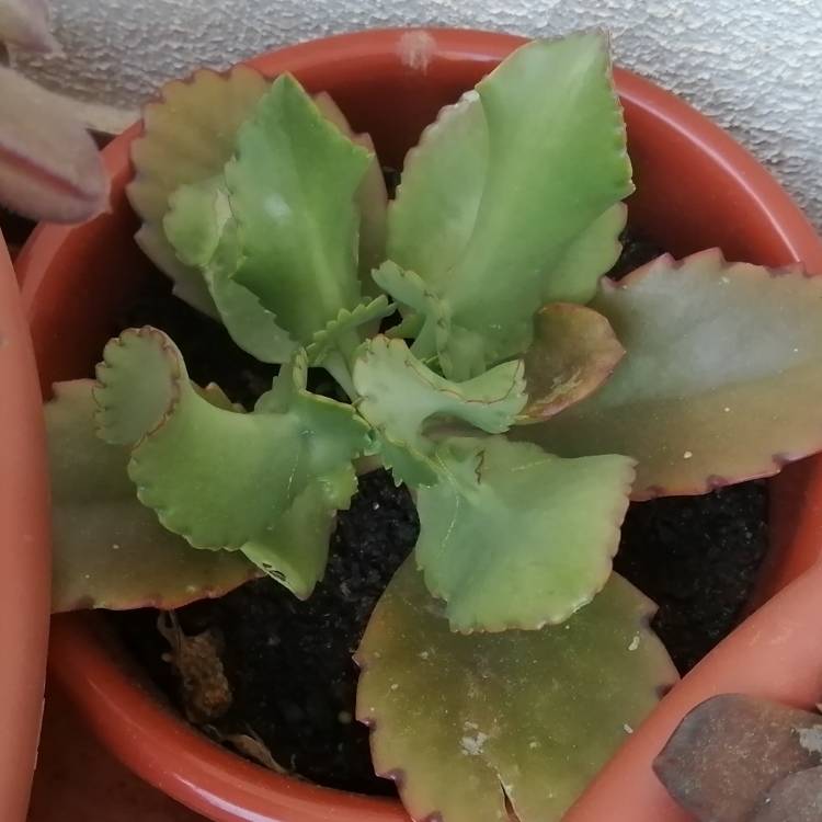 Plant image Kalanchoe Laetivirens 'Big Momma'