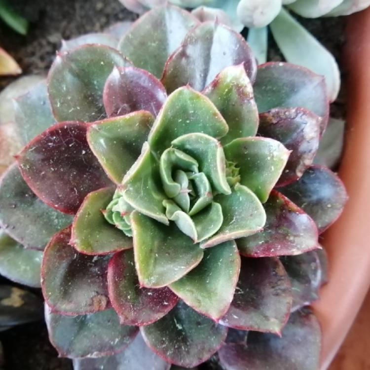 Plant image Echeveria Salsa Verde