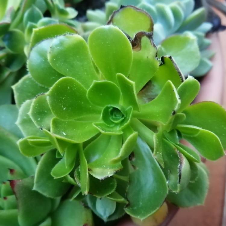 Plant image Aeonium Canariensis Giant Velvet Rose
