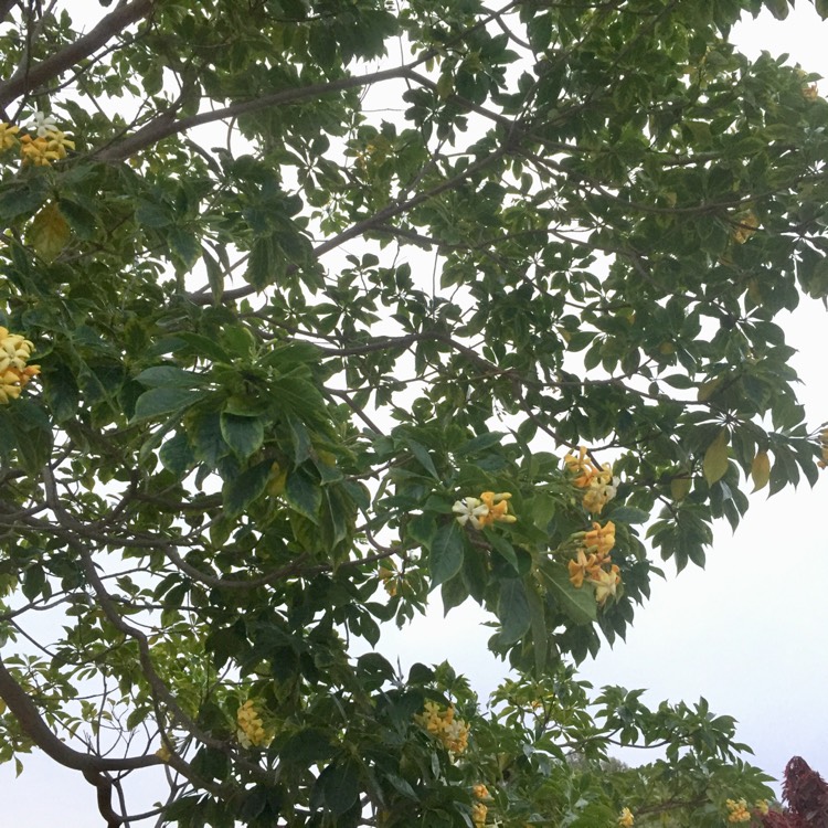 Plant image Hymenosporum flavum