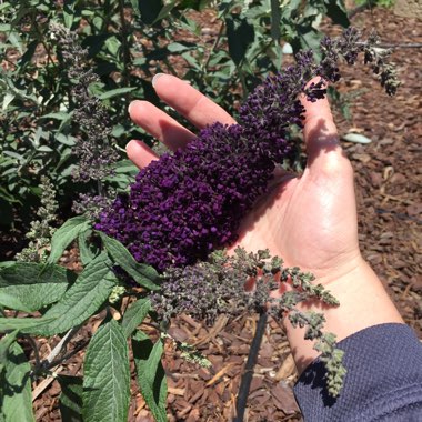 Buddleja davidii 'Tobudmidni' (Buzz Series) syn. Buddleja davidii 'Buzz Midnight'