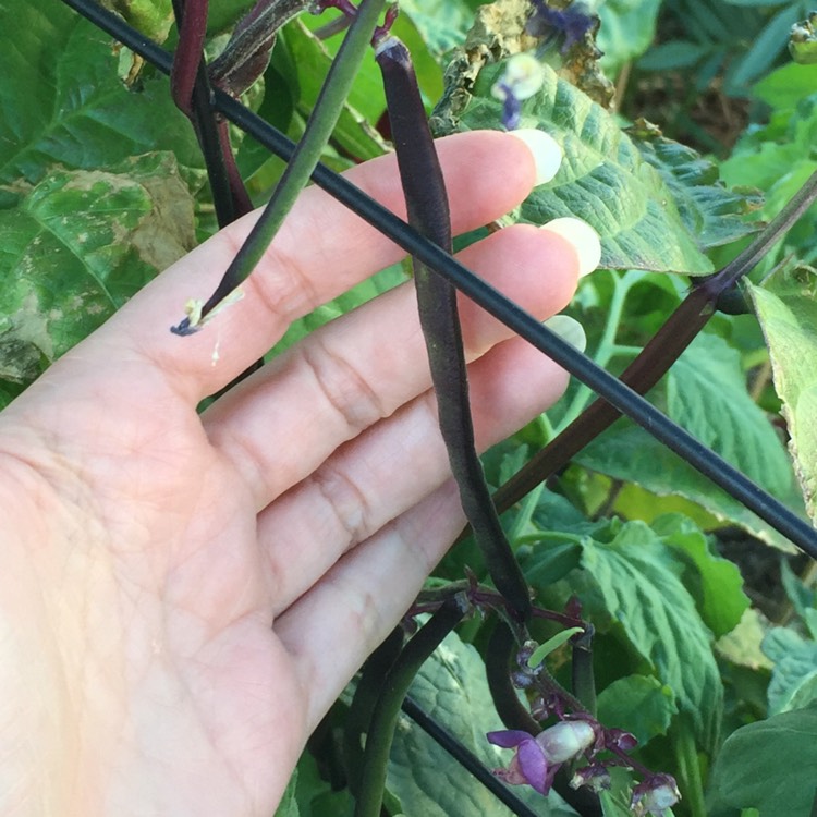 Plant image Phaseolus vulgaris 'Purple King'
