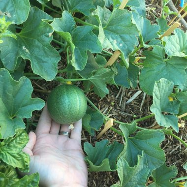Cucumis Melo