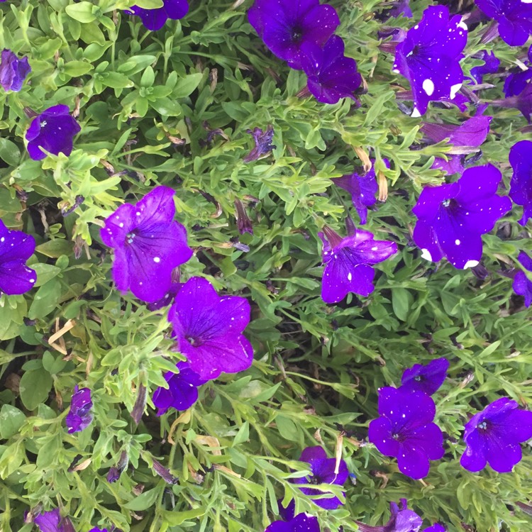 Plant image Petunia 'Starry Night'