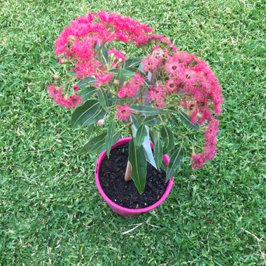 Corymbia ficifolia syn. Eucalyptus ficifolia