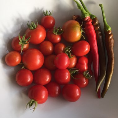 Sarah's garden