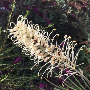 Grevillea 'Moonlight'