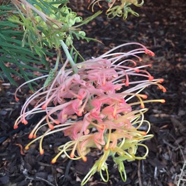 Grevillea 'Peaches And Cream'