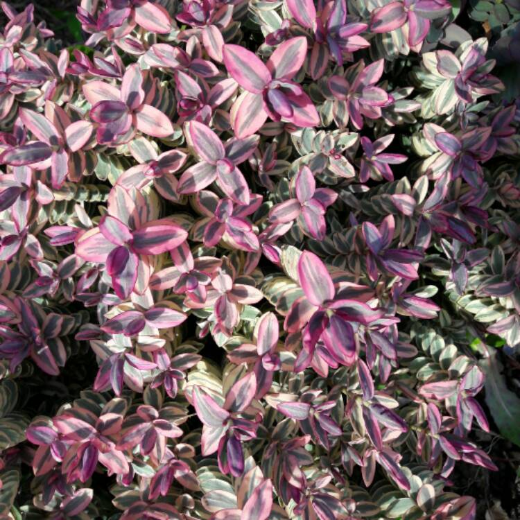 plant image 371742 plant image 371742
