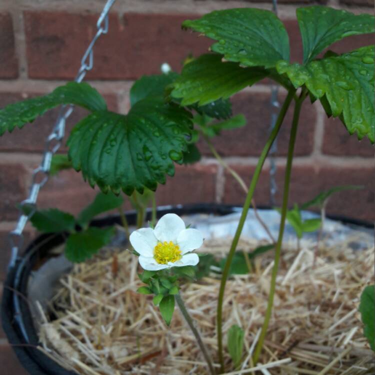 plant image 372050 plant image 372050
