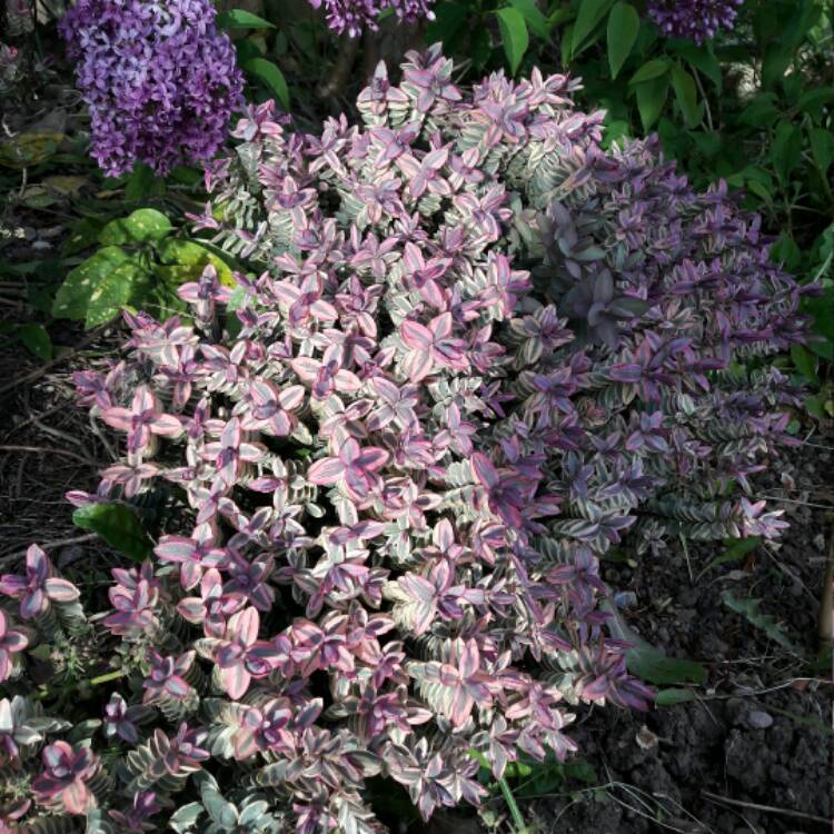 plant image 372074 plant image 372074