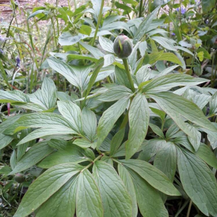 plant image 374155 plant image 374155