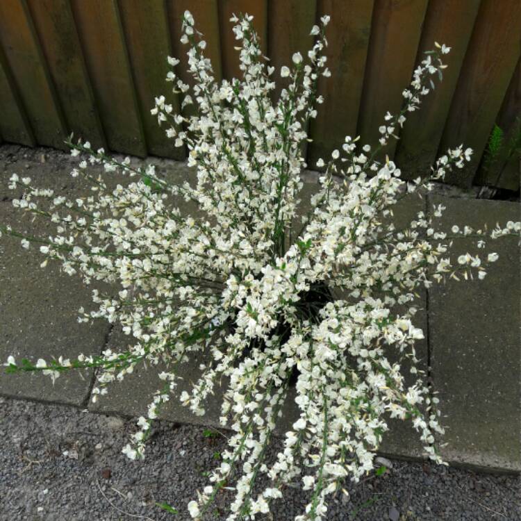 plant image 384798 plant image 384798