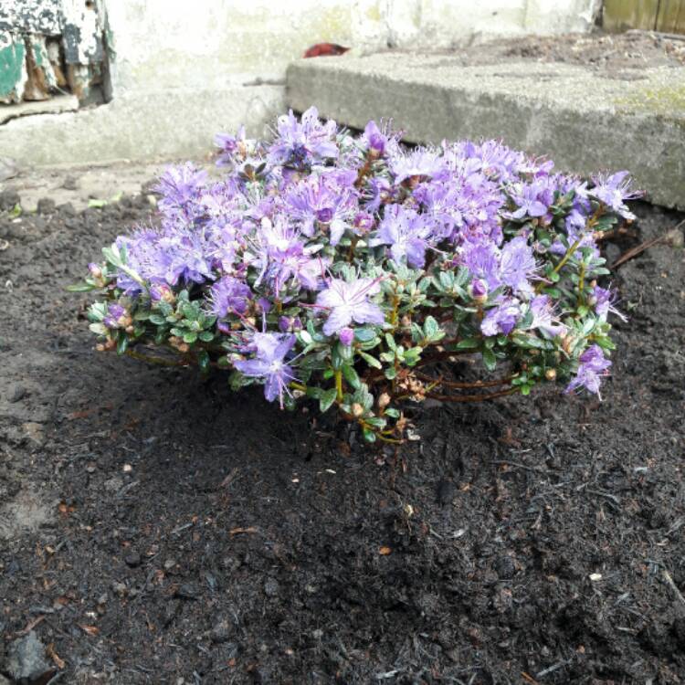 plant image 392413