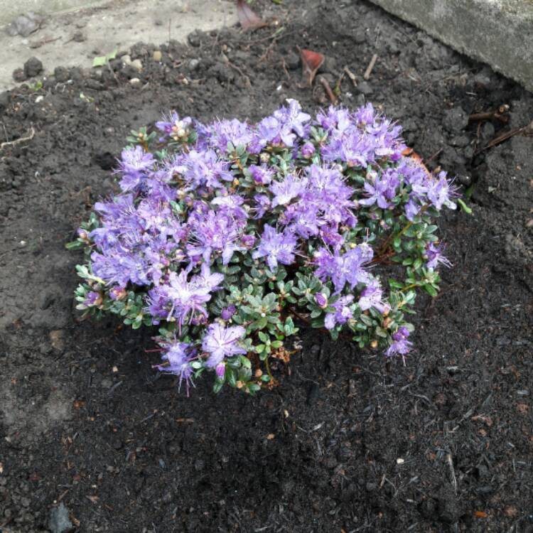 plant image 392444