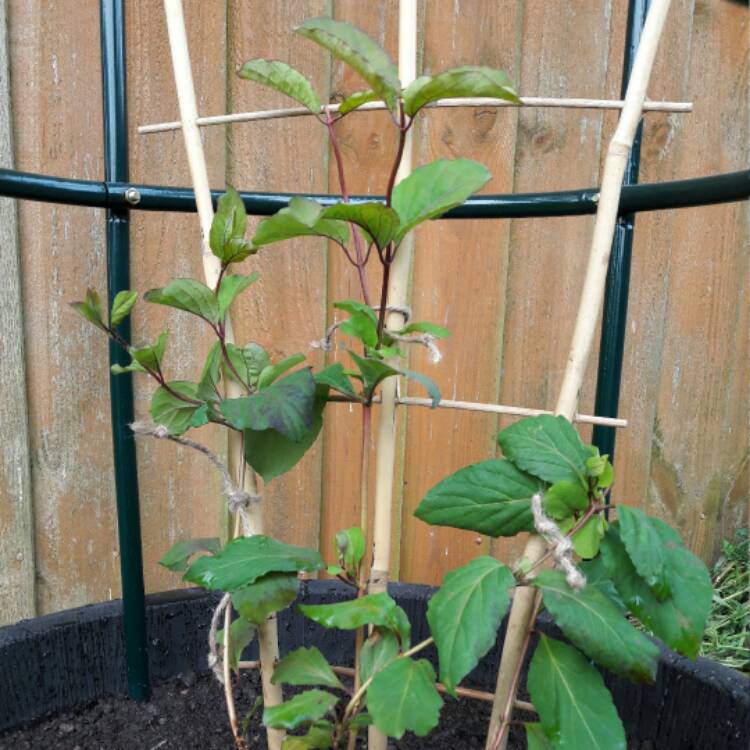 plant image 396336