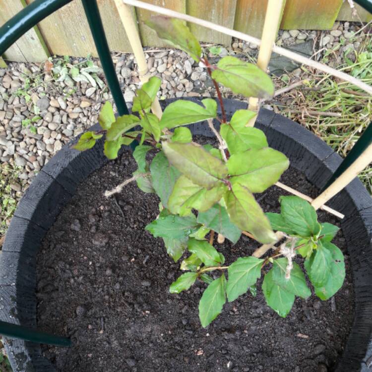 plant image 396338