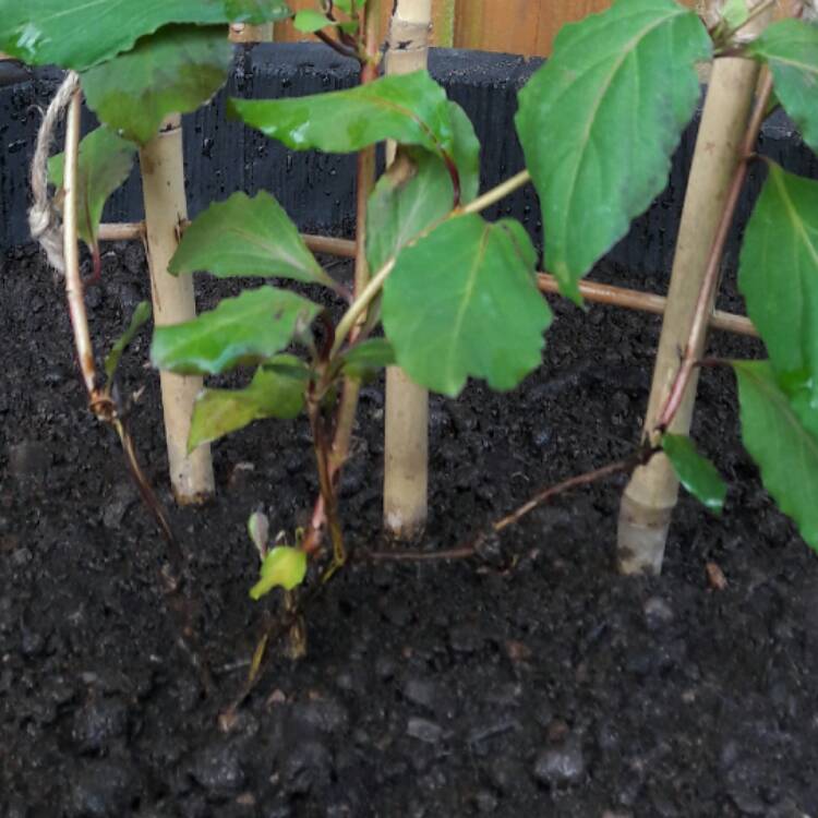 plant image 396343
