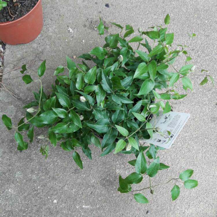 plant image 403859 plant image 403859