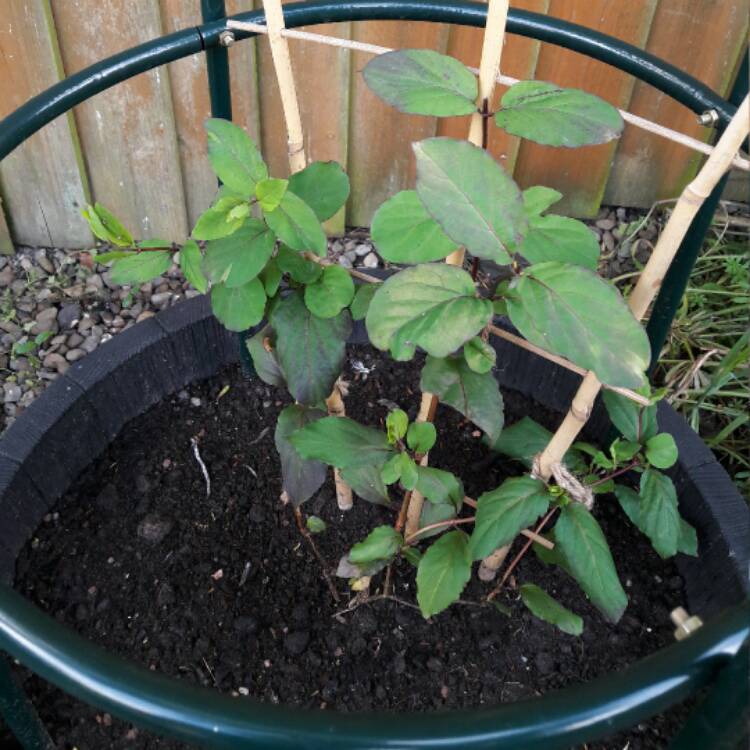 plant image 407955