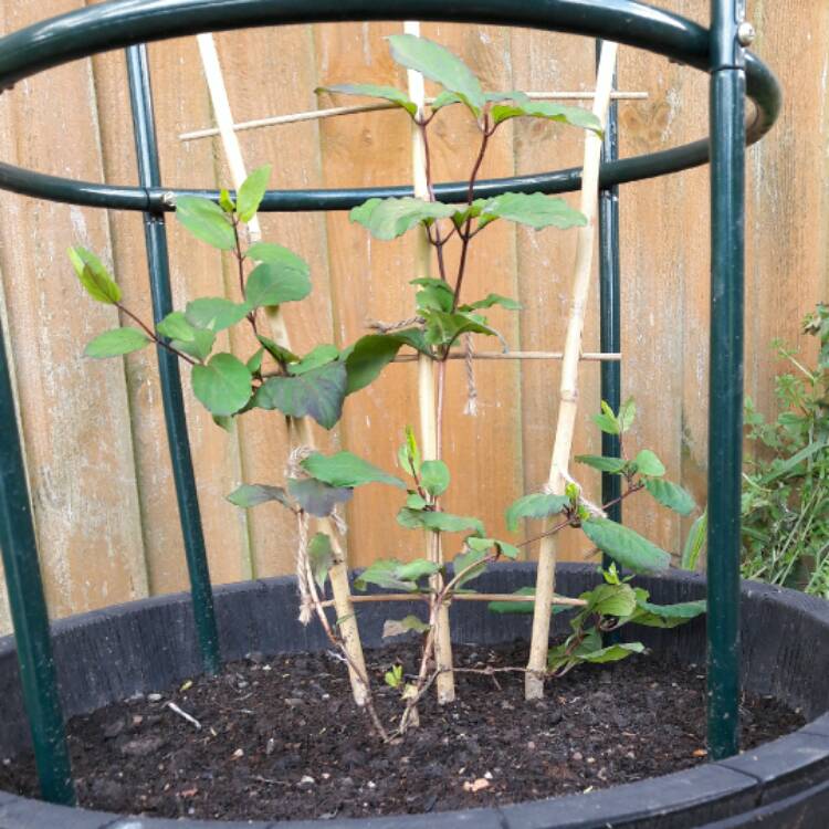 plant image 407957