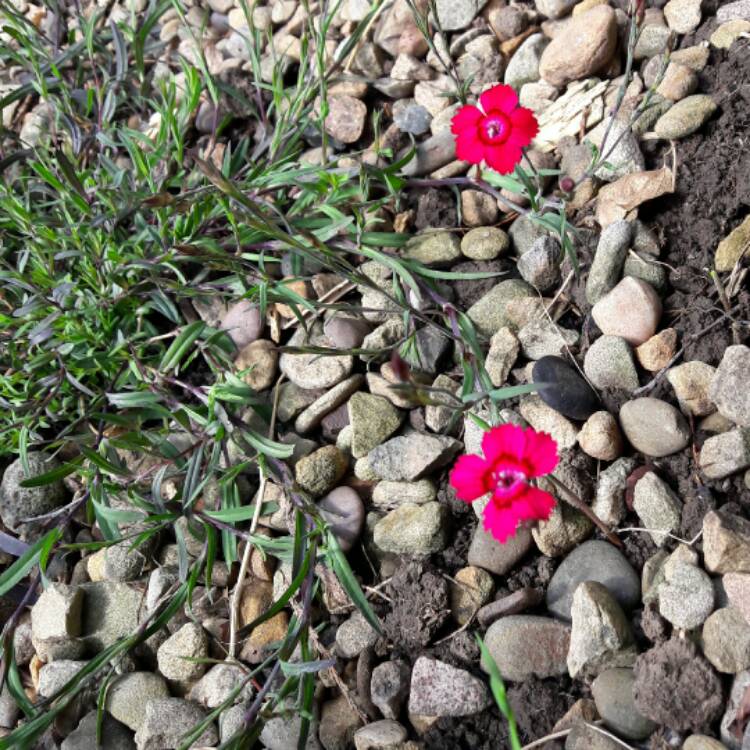 Plant image Dianthus deltoides 'Brilliant'