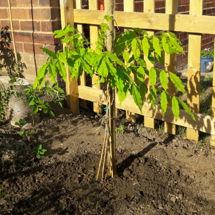 plant image 413209