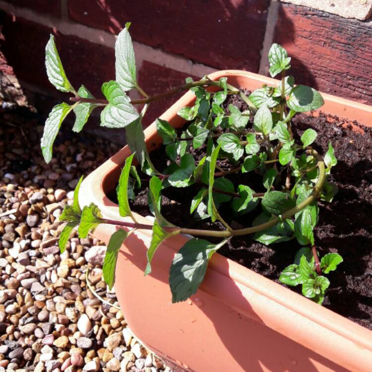 plant image 416110